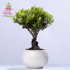 Bonsai Buxo 3 años