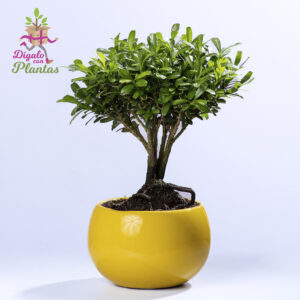 Bonsai Buxo 3 años