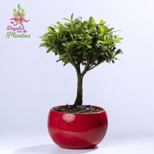 Bonsai Buxo 3 años
