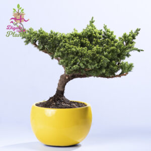 Bonsai Pino 3 años