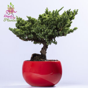 Bonsai Pino 3 años