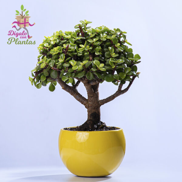 Bonsai Jade 3 años - Imagen 4