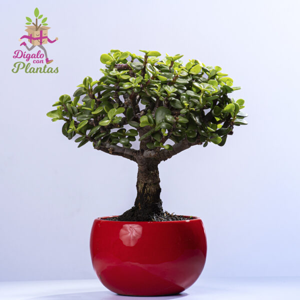 Bonsai Jade 3 años - Imagen 2