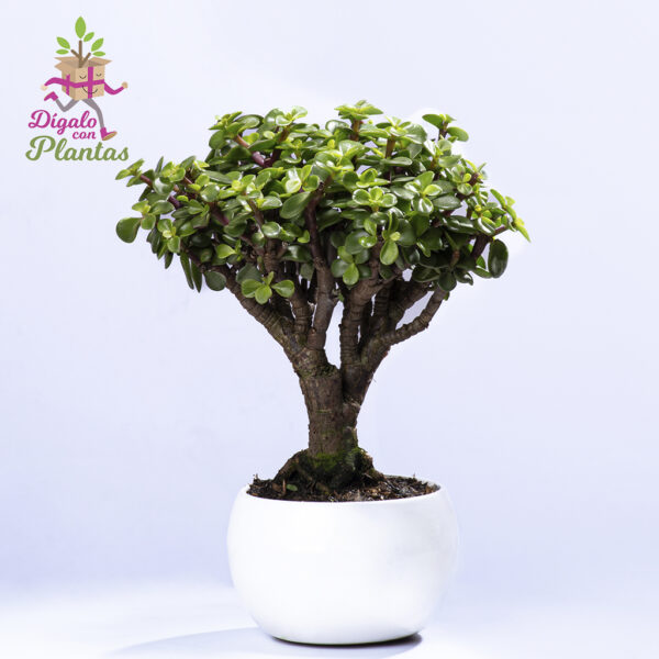 Bonsai Jade 3 años