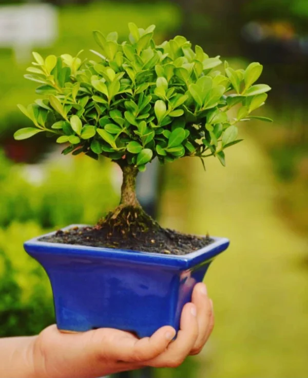 Bonsái de Ficus Ginseng (Ficus retusa)