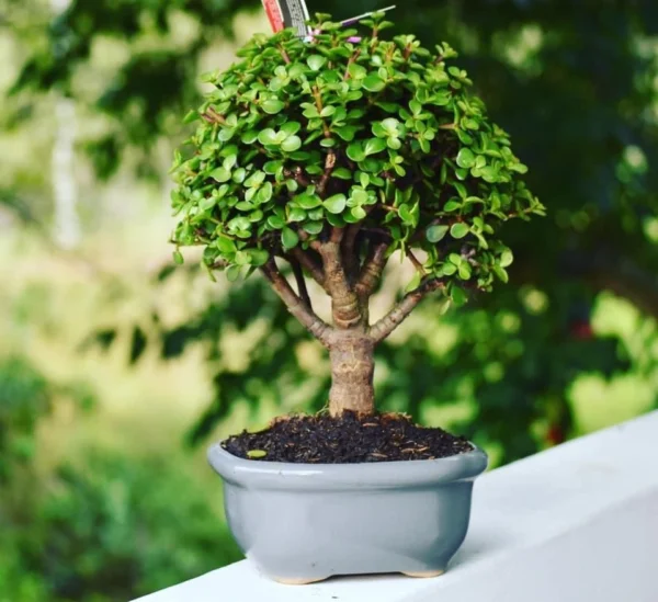 Bonsái de Olmo Chino (Ulmus parvifolia)