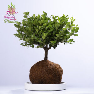 Bonsái de Buxus en Kokedama – 3 Años