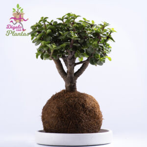 Bonsái de Jade en Kokedama – 3 Años