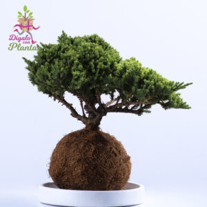Bonsái de Pino Nana en Kokedama – 3 Años